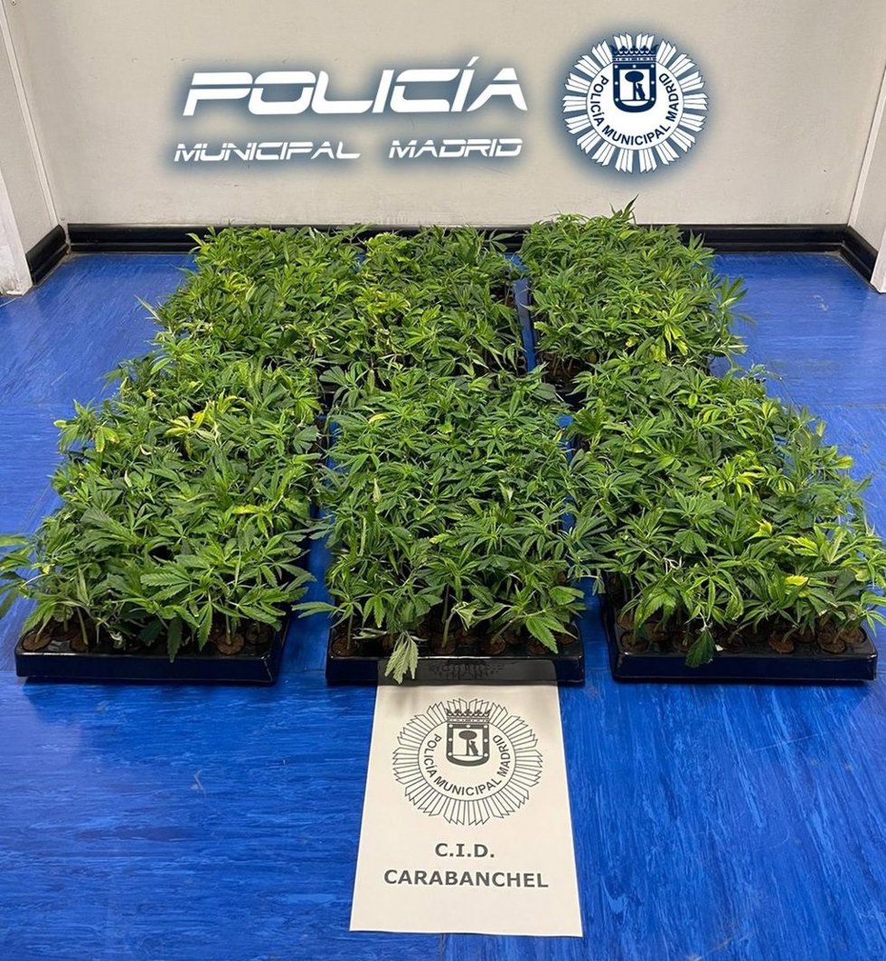 Plantas de marihuana incautadas en el interior de una furgoneta en Carabanchel.