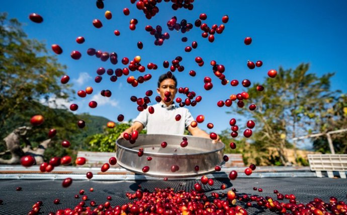 Photo shows a coffer grower dries coffee fruits in Pu'er City, southwest China's Yunnan Province.