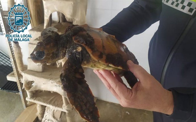 Efectivos de la Policía Local de Málaga han recuperado un ejemplar de tortuga marina  tras recibir un aviso en el que les informaban de que había sido encontrada varada en la arena de la playa.