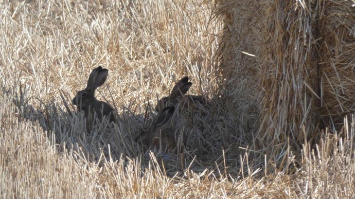 Ejemplares de liebre ibérica.