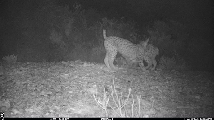 El lince ibérico Trébol junto a su madre