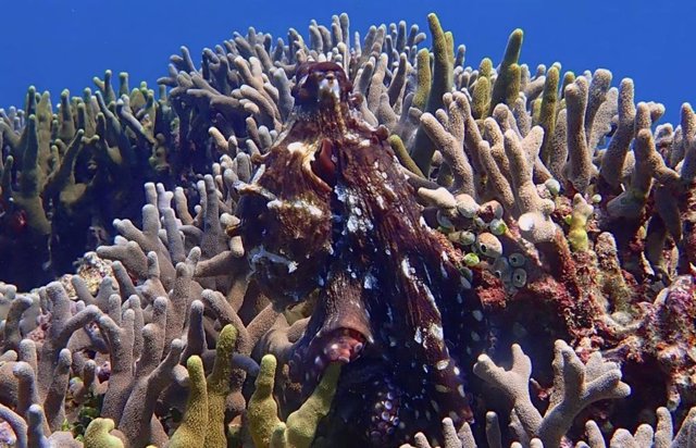 PUlpo mimetizado con un coral