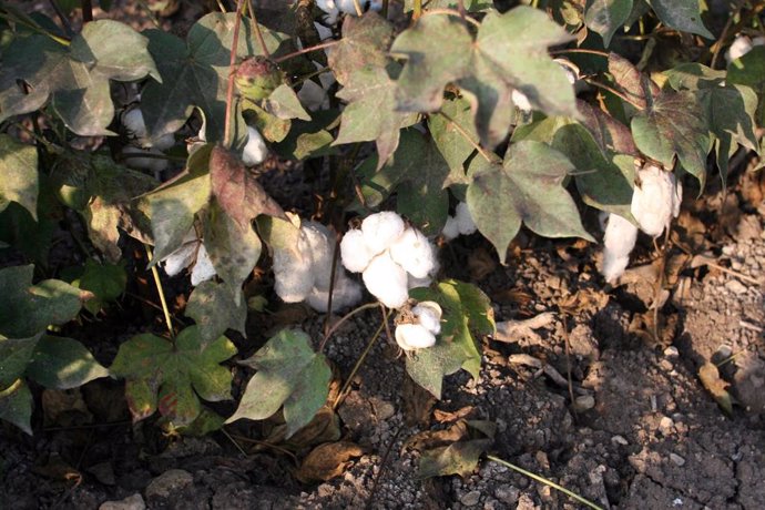 Archivo - Vista general de una plantación de algodón en Andalucía