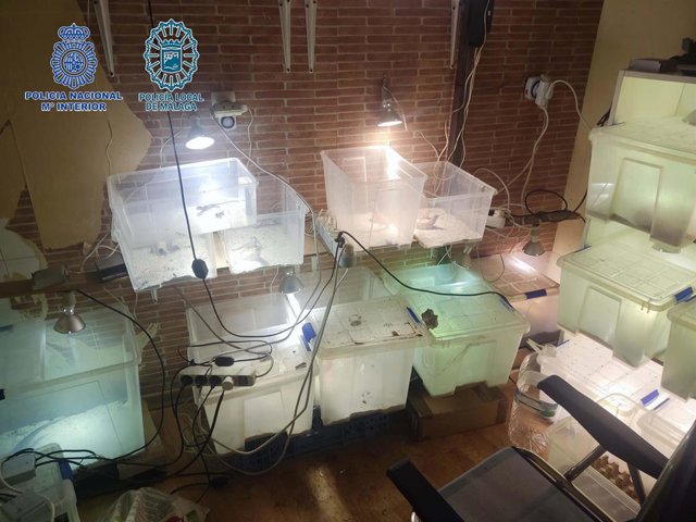 Imagen de una habitación habilitada como criadero de reptiles