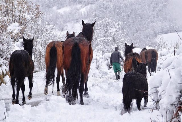 Un hombre saca a pastorear a sus caballos por el monte cubierto de nieve, a 23 de febrero de 2023, en Caso, Asturias (España). La bajada de las temperaturas y las abundantes nevadas ha provocado que se precisen medidas extraordinarias en algunas carretera