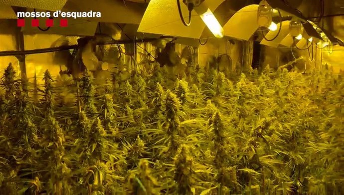 Imagen de la plantación de marihuana