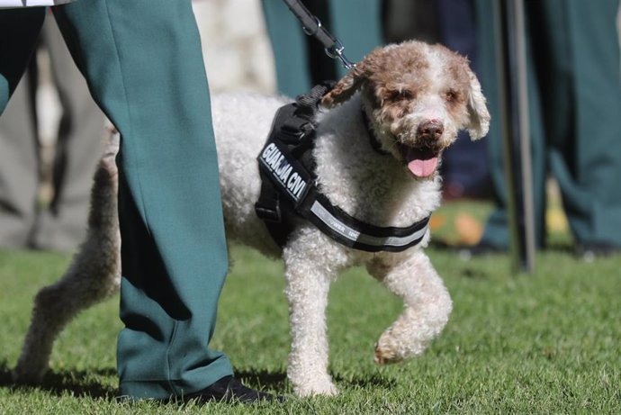 Archivo - Perro de una unidad canina de la Guardia Civil, en imagen de archivo