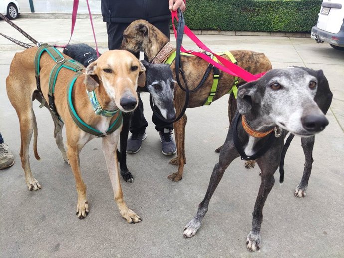 Archivo - Perros rescatados por Galgos del Sur.