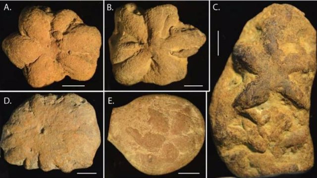 Imagen de los falsos fósiles descritos en el estudio