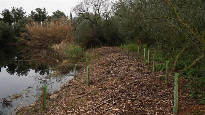 La Agencia Balear del Agua ejecuta la restauración ambiental de las lagunas asociadas a la depuradora de Binissalem