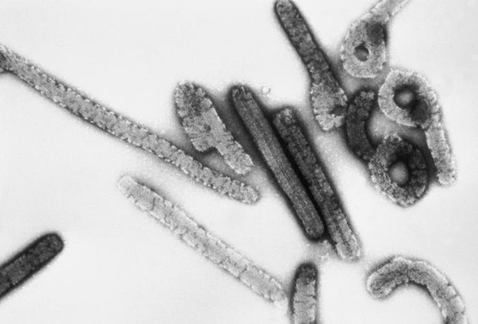 Archivo - Virus de Marburg