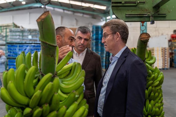 El presidente del PP de Canarias, Manuel Domínguez (c) y el líder del Partido Popular, Alberto Núñez Feijóo (d), durante su visita a una empresa empaquetadora de plátanos, a 17 de febrero de 2023, en Los Llanos de Aridane, La Palma, Santa Cruz de Teneri