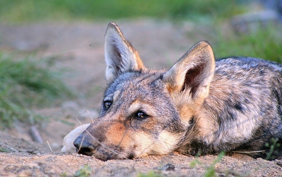 Archivo - El cachorro de lobo Hendrix