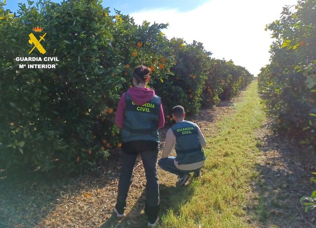 Detenidos dos hombres por sustraer 22 toneladas de cítricos en Sant Jordi y Vinaròs