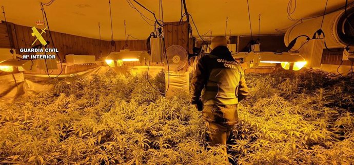 La Guardia Civil Desmantela En Mazarrón Un Cultivo Ilícito De Marihuana
