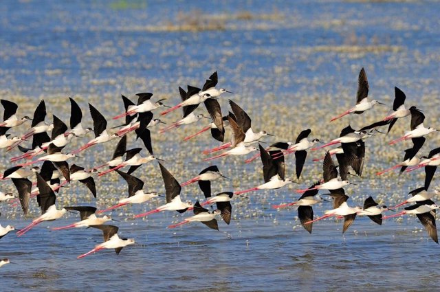 Archivo - Aves volando en el humedal de Doñana. Archivo. 