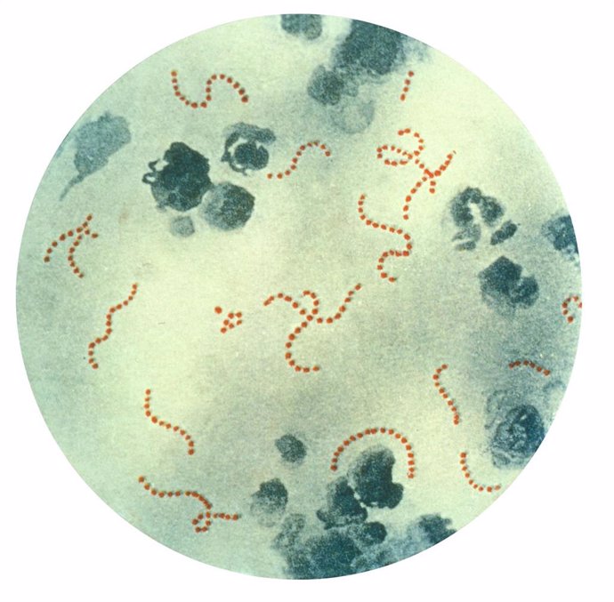 Archivo - La bacteria 'Streptococcus pyogenes', conocida en español como estreptococo