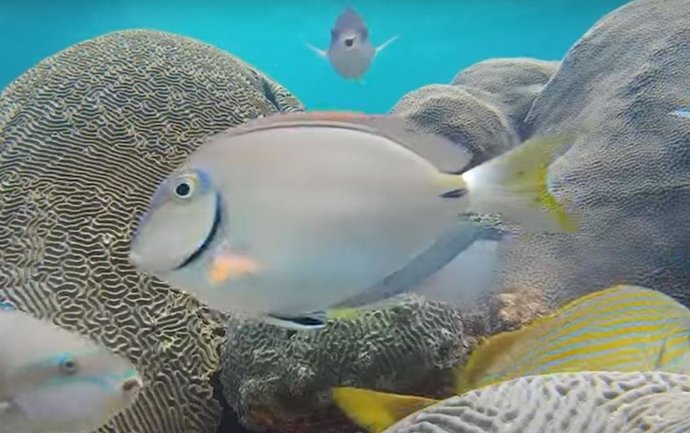 La conducta de un pez podría contribuir a la ruptura de los delicados ecosistemas que sustentan los arrecifes.