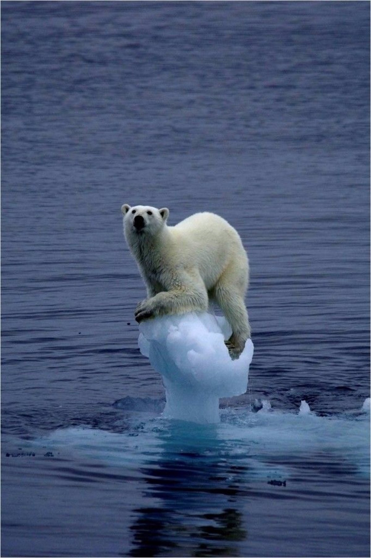 Asentar auxiliar Perspectiva Ocean Born financia 'Clean Arctic Alliance' y 'Bound4blue', dos iniciativas  para proteger al oso polar y su hábitat