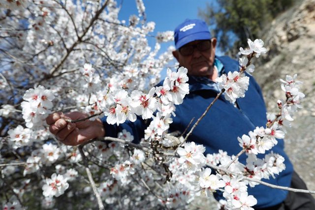 El frío retrasa el esplendor de la floración en Cieza (Murcia) hasta la primera quincena de marzo