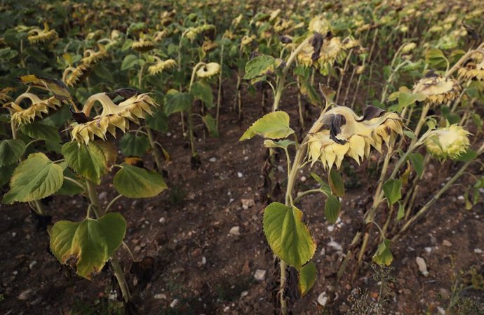Archivo - Girasoles afectados por la sequía en la región de París, Francia