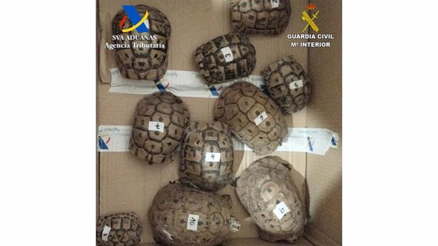 Detenido un hombre en el puerto de Valencia que transportaba en su Vehículo diez tortugas de una especie