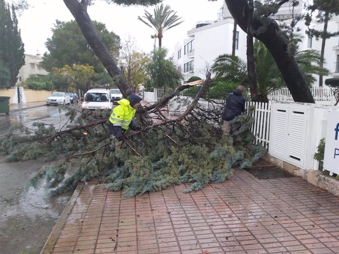 Árbol caído en Alcúdia este martes por la tormenta.