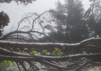 Emergencias evacua hacia Pollena a dos familias atrapadas en Menut I