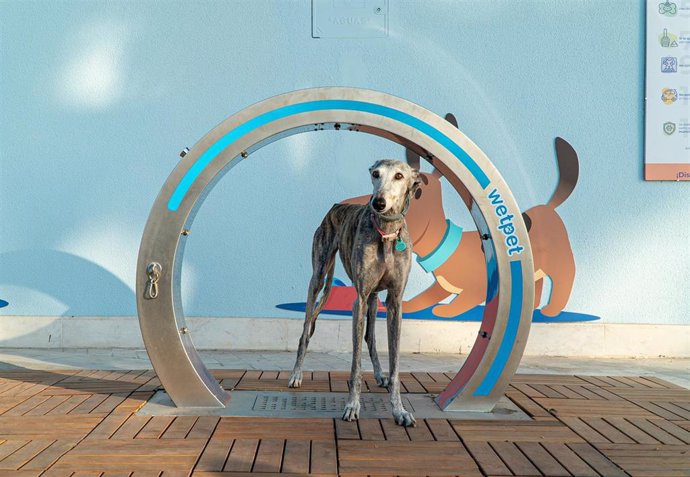 Archivo - Bahía Sur celebra el II Encuentro Canino y Felino de Cádiz que acogerá un paseo de mascotas solidario.