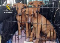 La Guardia Civil instruye diligencias contra un vecino de Águilas (Murcia) por abandonar a cuatro perros
