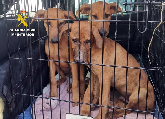 Tres de los perros hallados en estado de desnutrición tras ser abandonados en La Azohía (Cartagena)