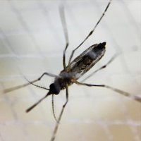 Sanidad avisa del riesgo 'moderado' de que aparezcan en Ibiza casos de dengue entre los meses de mayo y noviembre