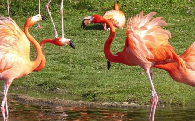 La pareja de un flamenco caribeño lo ayuda en una discusión con otra pareja.