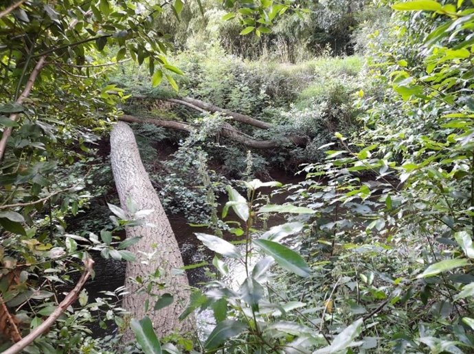 Árbol caído en el río Piles en la zona de la Senda Fluvial