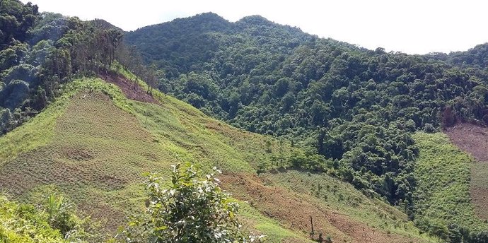 Deforestación en un bosque tropical