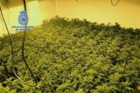 Policía Nacional detiene a 4 hombres y 1 mujer de un clan familiar dedicado al cultivo de marihuana en Murcia