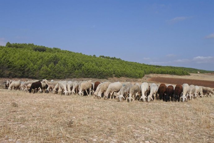 Archivo - Ovejas manchegas.