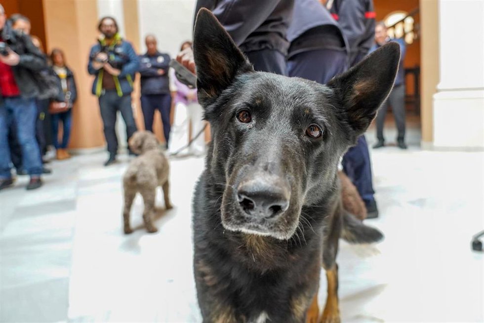 Uno de los perros que ha ido con los voluntarios de Bomberos de Sevilla en tareas de rescate por varias  zonas afectada por el terremoto de Turquía,  a 17 de febrero del 2023 en Sevilla (Andalucía). Los bomberos sevillanos, voluntarios que se han despla