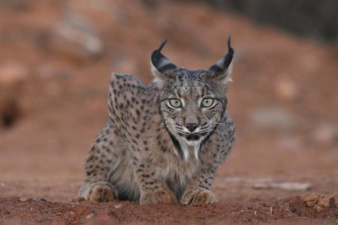 Lince ibérico.