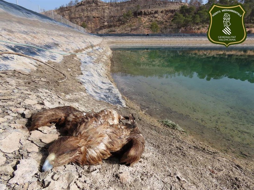 Cadáver del águila