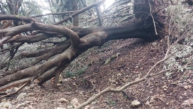 Un árbol caído bloqueando un tramo de la Ruta de Pedra en Sec.
