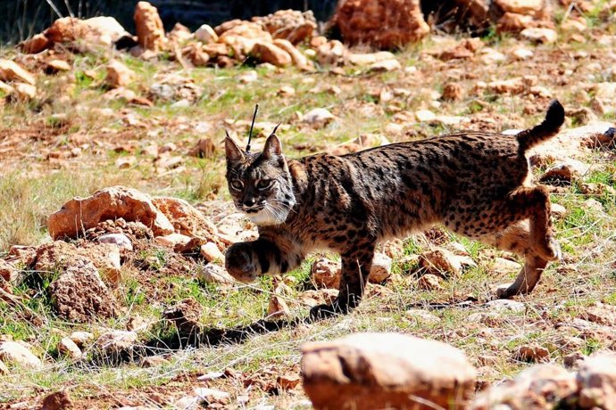 Lince liberado en Sierra Arana.