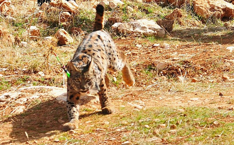Imagen de un lince.