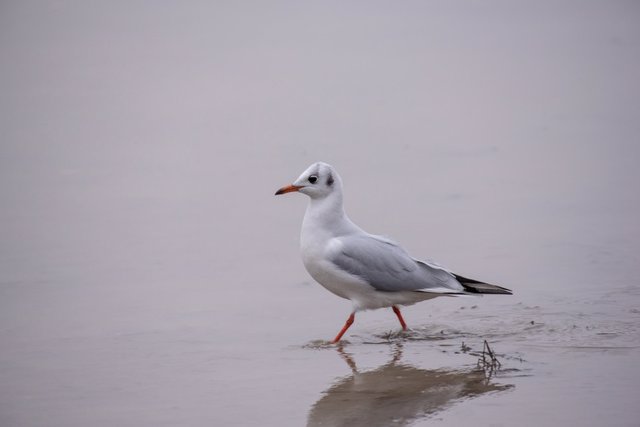 Gaviota reidora