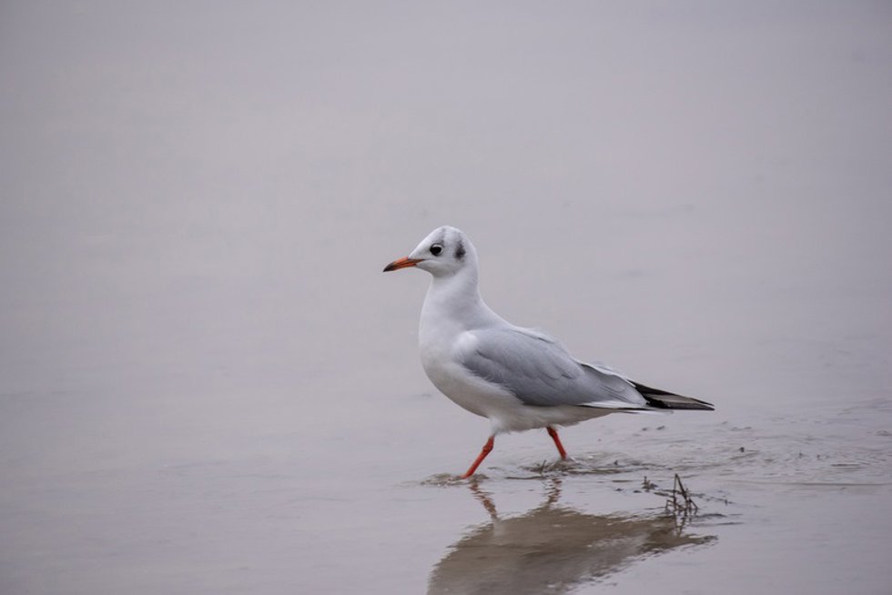 Gaviota reidora