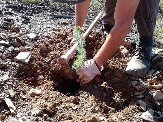 Atalaya Mining culmina un nuevo proyecto de restauración en el Monte Rejondillo.