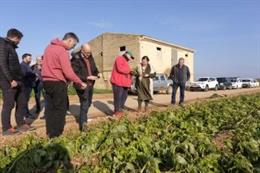 La consellera de Agricultura, Mae de la Concha, visita fincas de producción de patata afectadas por 'Juliette' para evaluar los daños