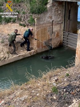 Muere ahogado un jabalí y rescatan a otro atrapado al intentar cruzar un canal en la Riola (Valencia)