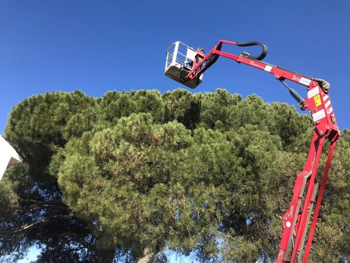 Retirada de oruga procesionaria