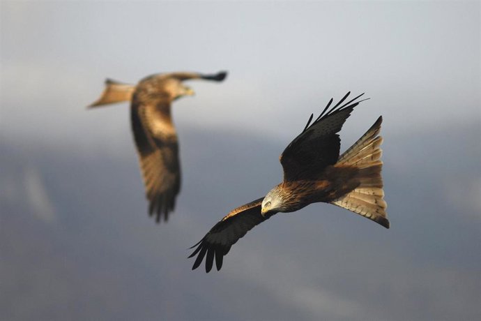 Más de un centenar de especies de aves anidan en Vitoria